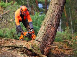 Best Tree Maintenance Programs  in Searles Valley, CA