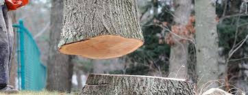 Best Tree Removal  in Searles Valley, CA