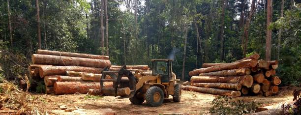 Best Tree and Shrub Care  in Searles Valley, CA