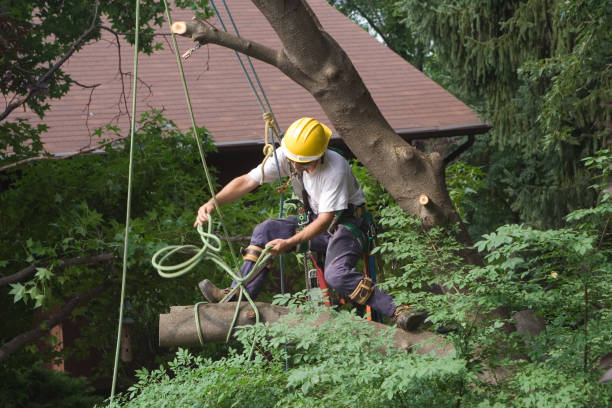 Best Hazardous Tree Removal  in Searles Valley, CA