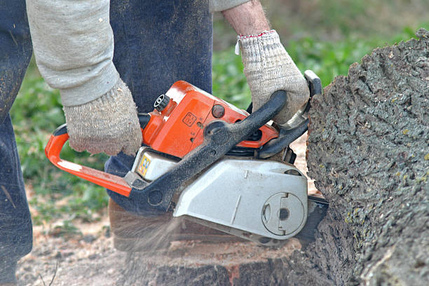 Tree and Shrub Care in Searles Valley, CA