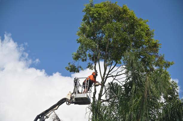 Professional Tree Care in Searles Valley, CA