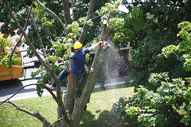 Best Hazardous Tree Removal  in Searles Valley, CA